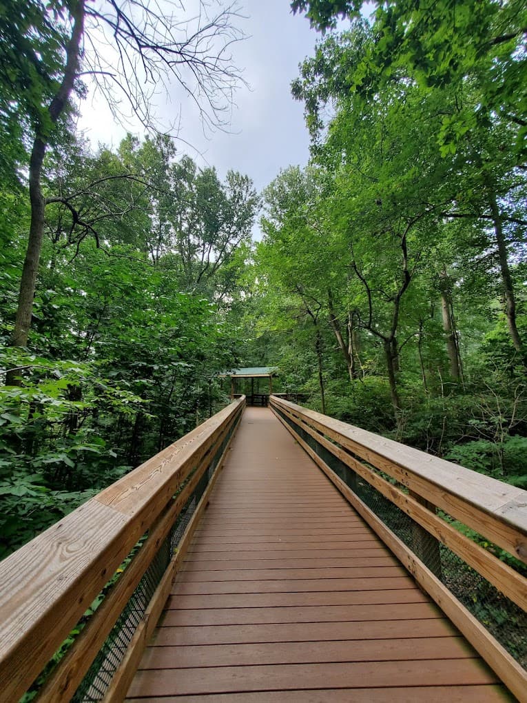 A wooden boardwalk leads through a lush green forest.
