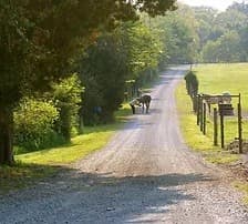 A gravel road surrounded by greenery, with a cow grazing nearby.