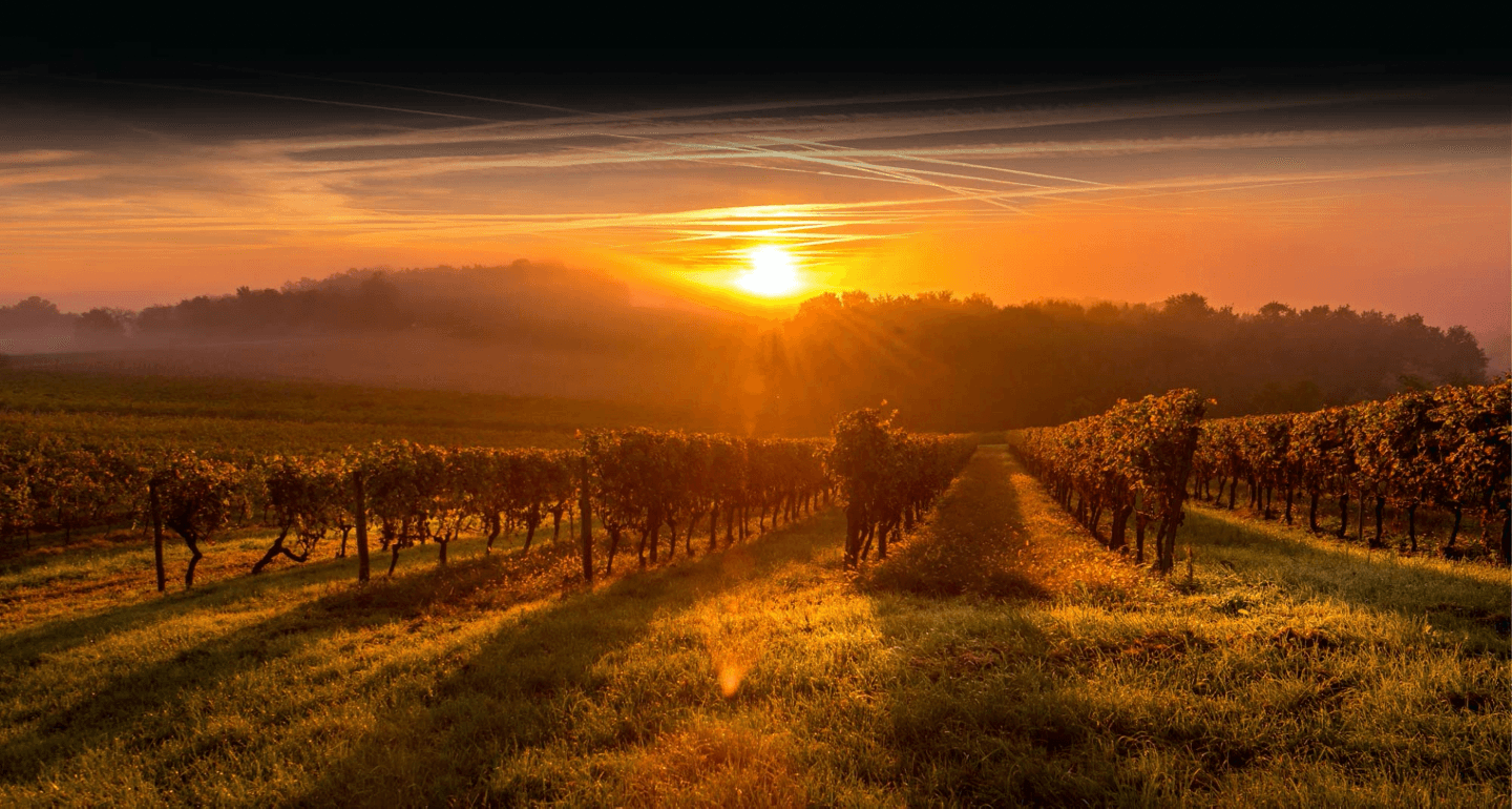 Sunrise over a serene vineyard with rows of grapevines stretching into the distance.