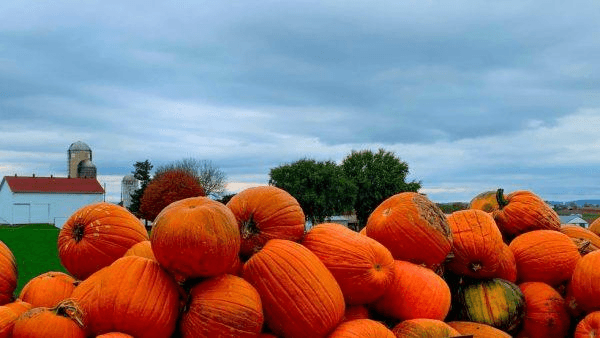 A pile of orange pumpkins with a cloudy sky and a farm in the background.