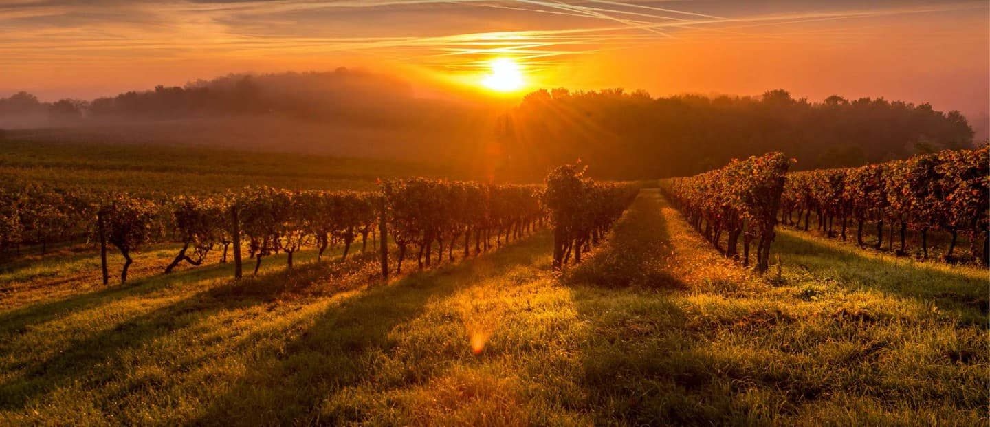 Sunrise over a vineyard with rows of grapevines and a misty landscape.