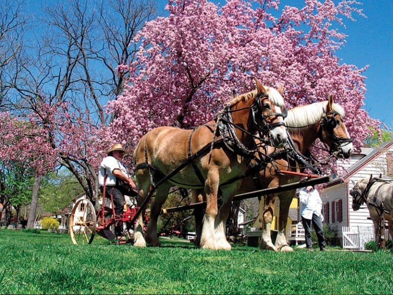 A person driving a horse-drawn plow in front of blooming cherry trees.