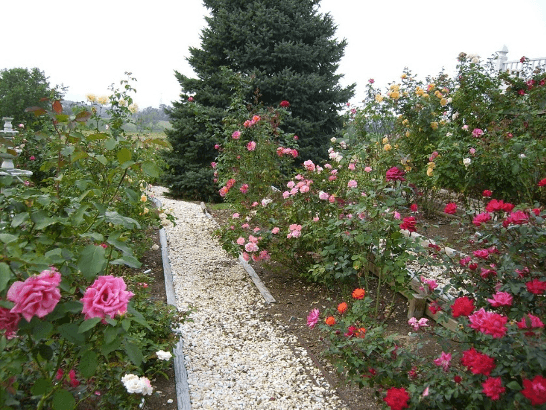 A winding garden path lined with colorful rose bushes and a tall evergreen tree.