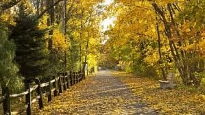 A peaceful pathway lined with trees displaying vibrant autumn leaves.