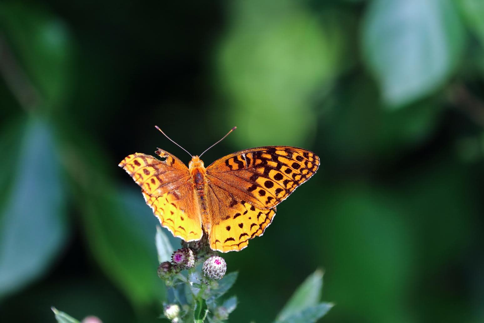 A vibrant orange butterfly with black spots perched on a flower against a blurred green background.
