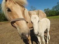 A brown horse stands beside a white colt in a sunny pasture.
