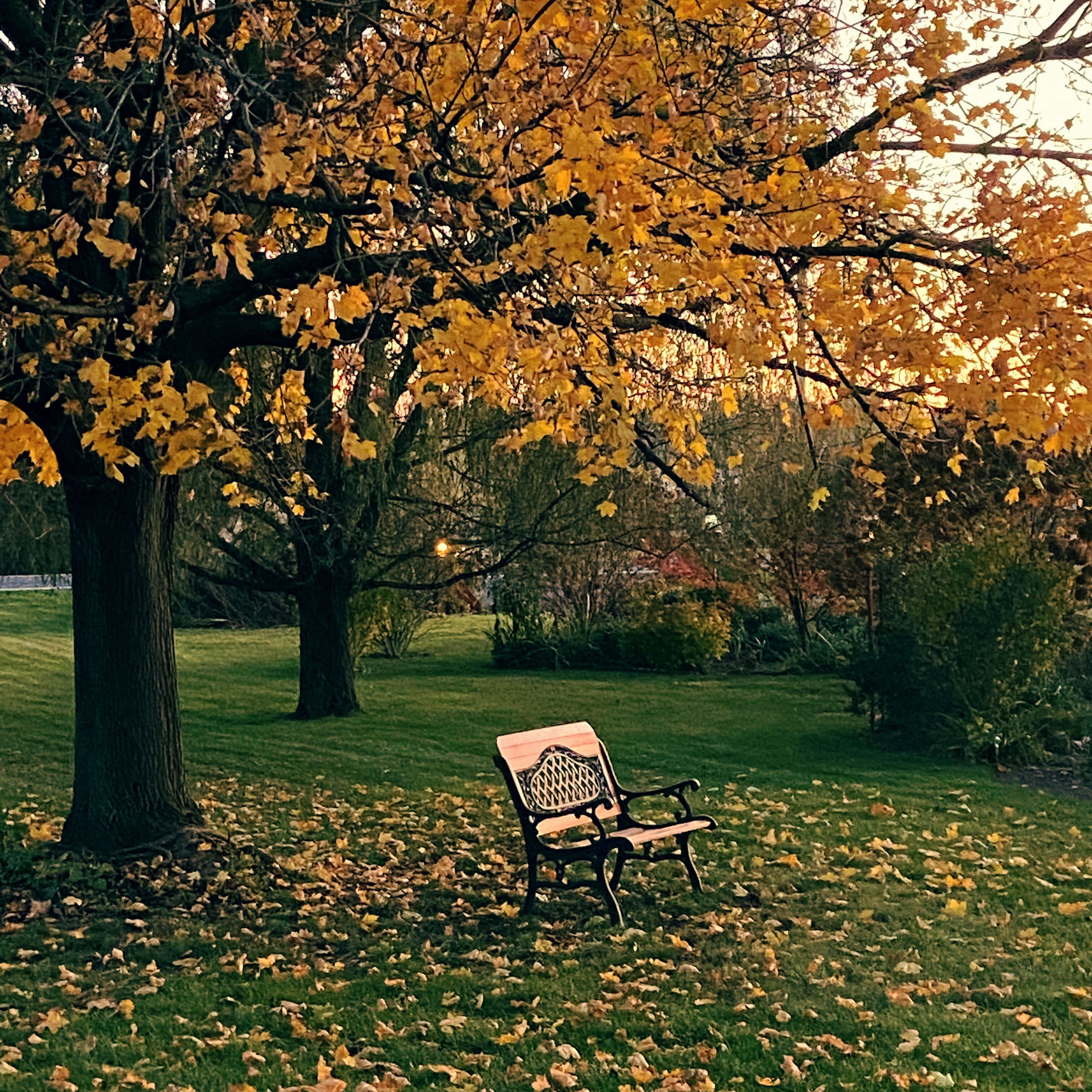 A solitary bench sits beneath a vibrant autumn tree, surrounded by fallen leaves.