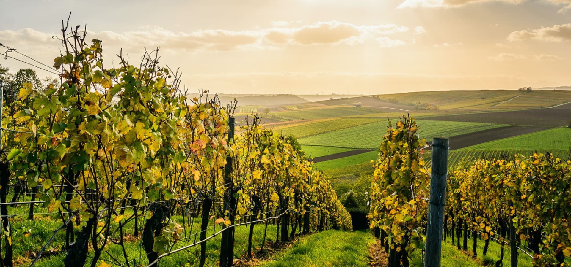A scenic vineyard at sunset, showcasing rows of grapevines against rolling green fields.