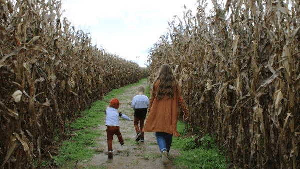 A woman and two children walk down a path between tall, dried corn stalks.