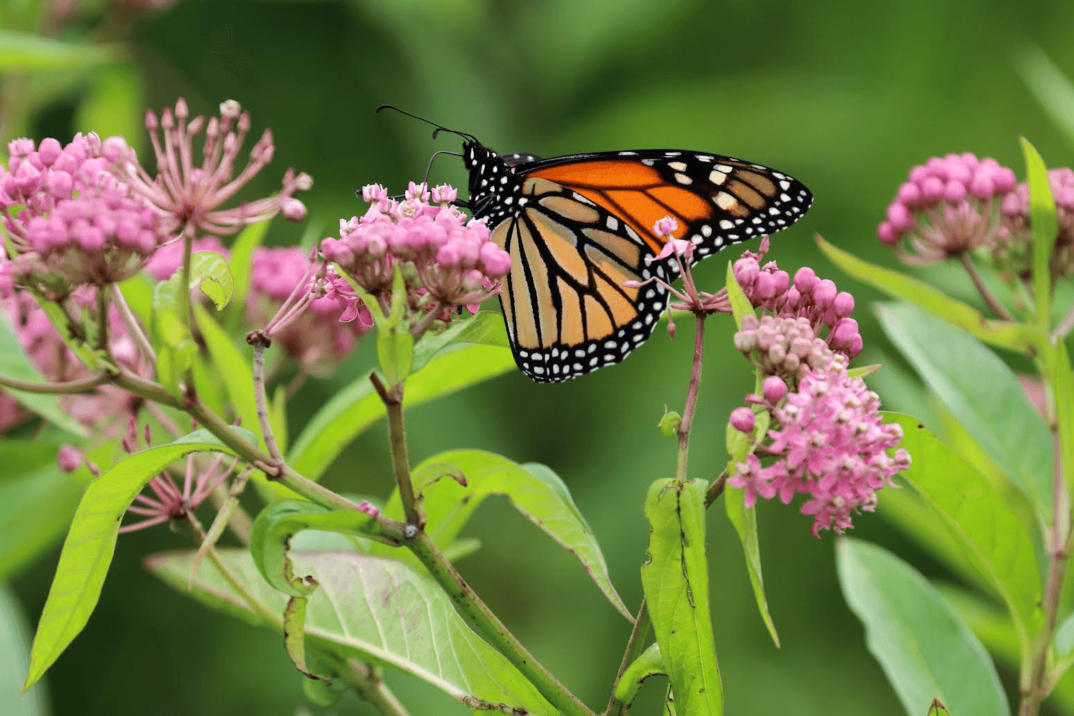 A monarch butterfly rests on pink flowers amidst green foliage.