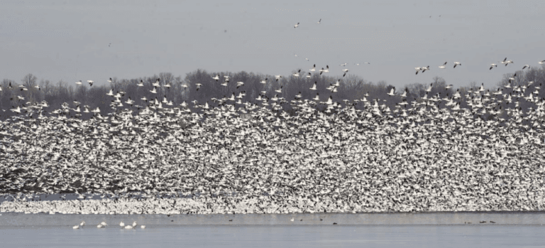 A massive flock of white birds takes flight over a calm lake.