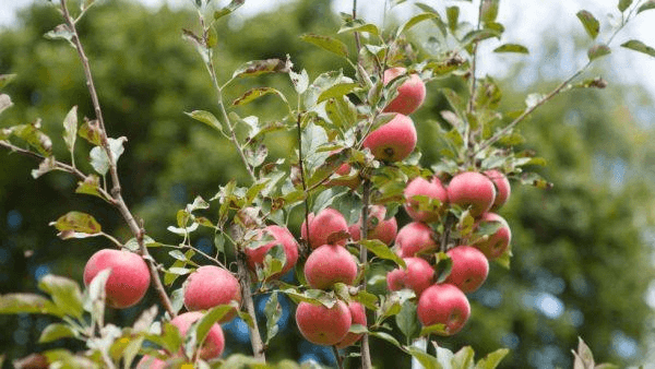 A branch of an apple tree laden with ripe red apples.