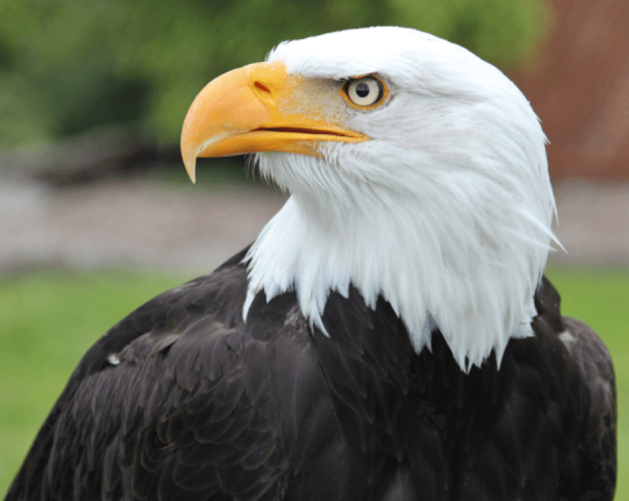 Close-up of a bald eagle with a distinctive white head and yellow beak.