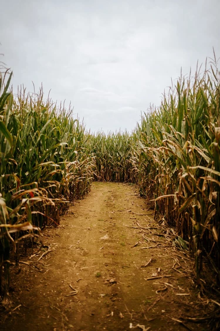 A dirt path runs between tall cornfields under a cloudy sky.