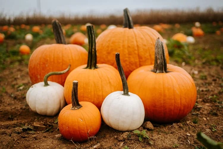 A cluster of orange and white pumpkins in a field.