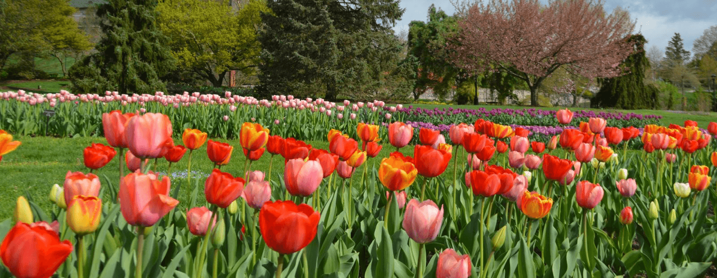 A vibrant field of blooming tulips in various colors with trees in the background.