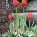4 red tulips in front of a fountain