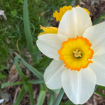 closeup of a white and orange narcissus bloom
