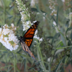 Monarch butterfly, resplendent in orange and black alighting on a butterfly bush.