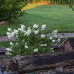 Part of the train garden showing the log trains pass through, a bridge, and a flowering shrub with white blooms.