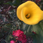 Yellow calla lily in full bloom with red shrub rose in background.