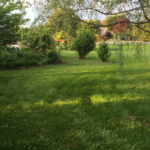 Weeping Willow Tree with lawn and garden plantings