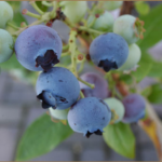 Some of Annville Inn's Blueberries, which we raise to include in breakfast dishes.