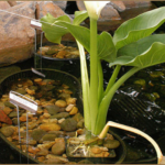 Pond plants growing at water's edge in main Koi Pond