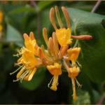 Dark Yellow and Burnt Orange Honeysuckle vine in full bloom