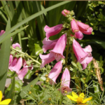 Pink and coral digitalis (FoxGlove) in full bloom on a sunny day