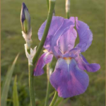 Bearded Iris in bloom with buds nearby. Color: light purple.
