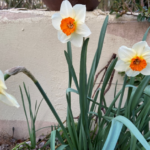 White and orange daffodils in full bloom