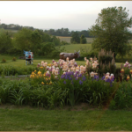 "Ashie's Garden" filled with iris in full bloom. In the background, lawn and our two life-size bull sculptures.