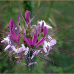 Closeup bloom of lavender and pink-white blooms of the "spider flower", Cleome.