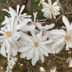 Star Magnolia in full bloom