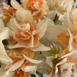 White and apricot colored ruffled daffodils in full bloom