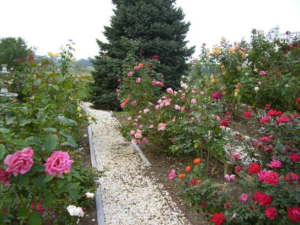 Part of Main Rose Garden and pathway