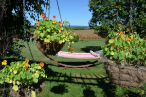Hammock for Two at Pergola with Nasturtium baskets