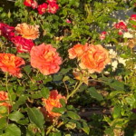 bright orange roses in garden