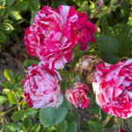 cluster of roses in rose garden