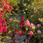 Pathway in rose garden
