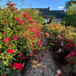 Rose Garden path with Inn in background