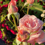 Pretty pink roses in rose garden