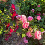 pink and red roses along garden pathway