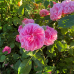 Rose-pink ruffled roses in garden