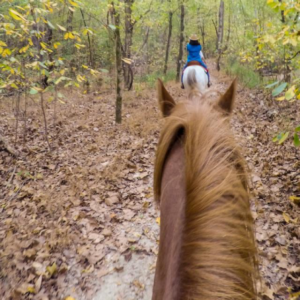 horseback trail ride, shows two horses and one rider
