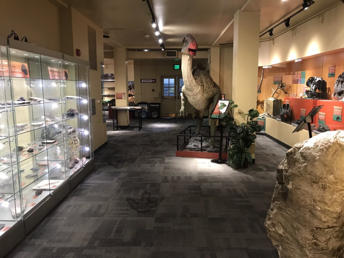 Inside museum showing dinosaur relics