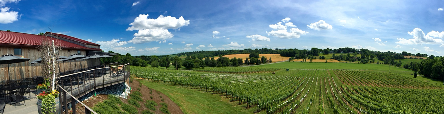 sweeping view of large vineyard