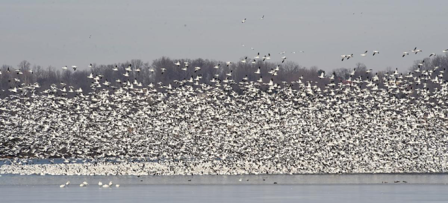 huge flock of snowgeese landing on lake