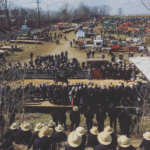 sweepng scene of large Amish livestock auction